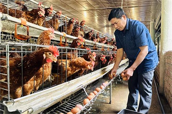 TUYỂN 1 LAO ĐỘNG ĐƠN HÀNG CHĂN NUÔI GÀ THÁNG 4/2026